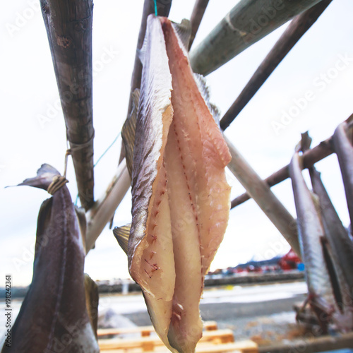 Stockfish (cod), process of stockfish cod drying during winter time on Lofoten Islands, Norway, norwegian traditional way of drying fish in cold winter air on wooden drying rack photo