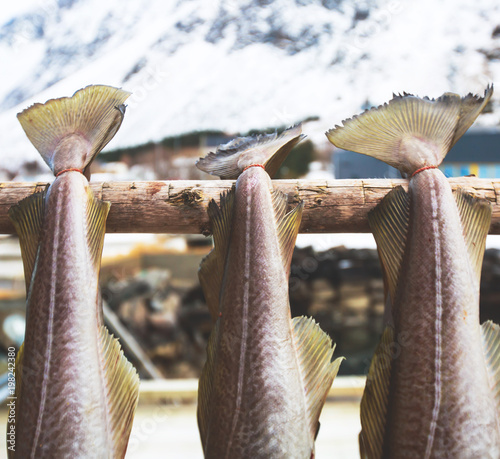 Stockfish (cod), process of stockfish cod drying during winter time on Lofoten Islands, Norway, norwegian traditional way of drying fish in cold winter air on wooden drying rack