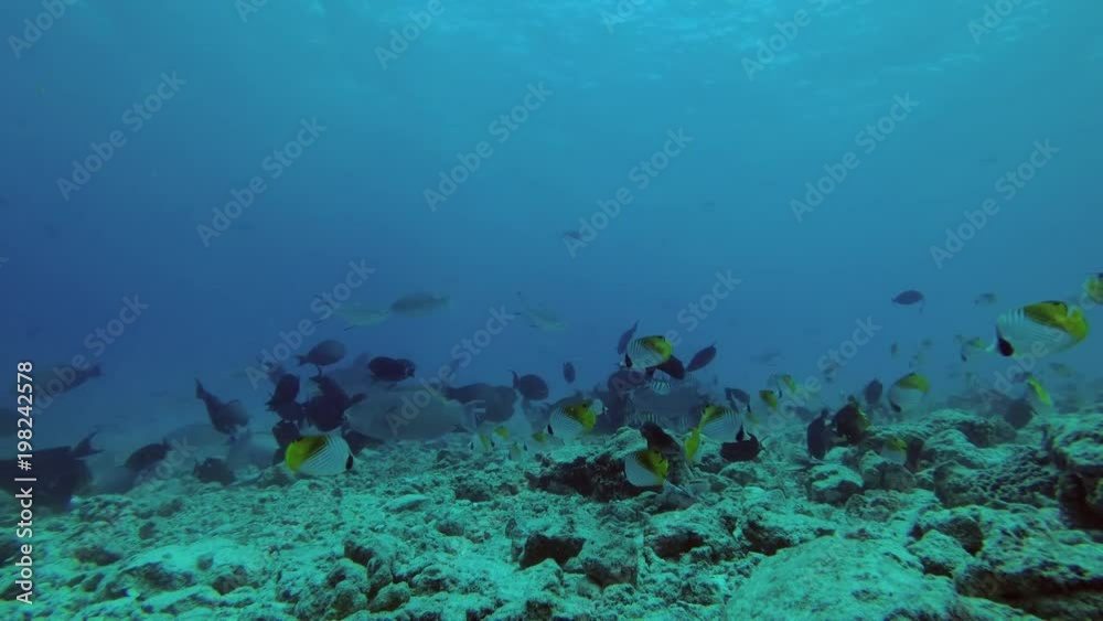 Tiger Shark picks up the remains of tuna and other fishery wastes thrown into the ocean
Tiger Shark picks up the remains of tuna and other fishery wastes thrown into the ocean