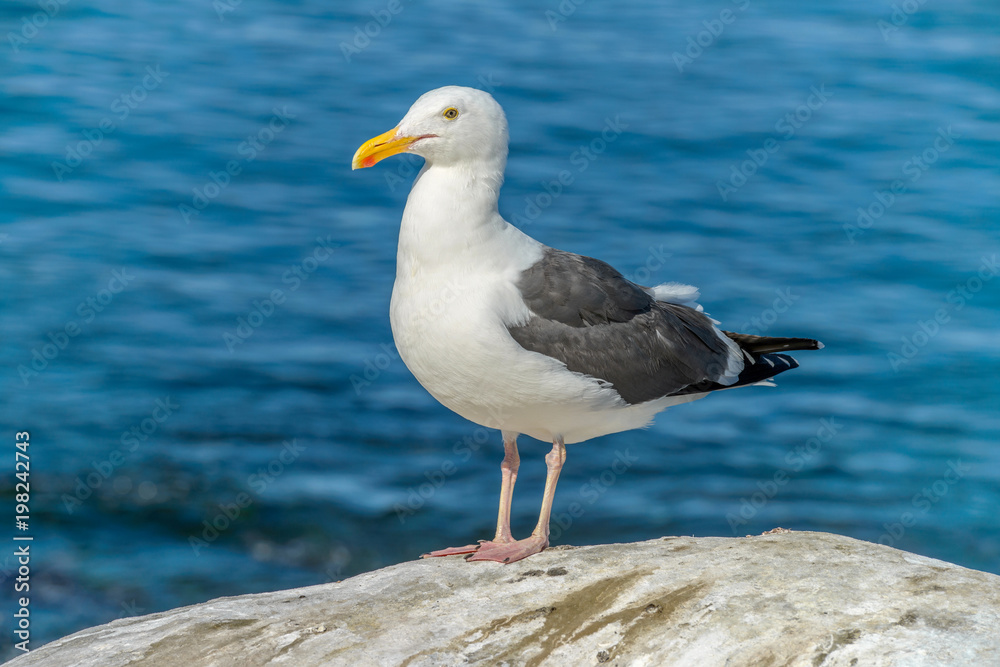 Standing Seagull - A close-up front side view of a seagull standing on a seaside rock. Standing Seagull - A close-up front side view of a seagull standing on a seaside rock.
