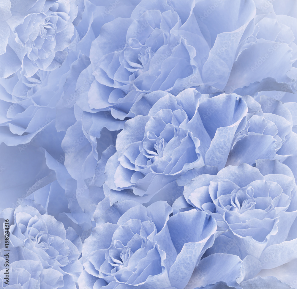 Floral blue beautiful background. Flower composition. Bouquet of flowers  from light blue roses. Close-up. Nature. Stock Photo | Adobe Stock