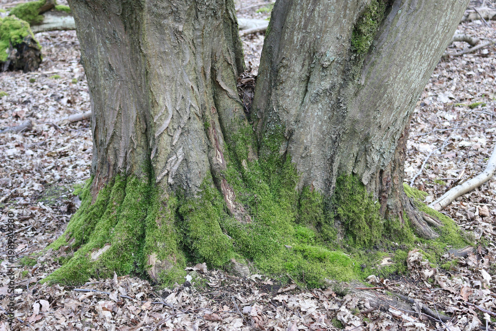 Hornbeam tree Hornbeam tree