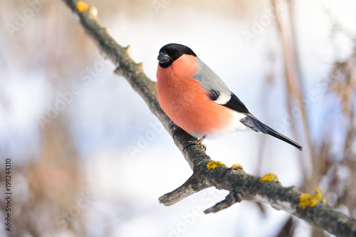 Common bullfinch flew to the bird feeder in the winter forest.
