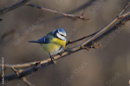 The Eurasian blue tit sits on a branch between the apple buds.
