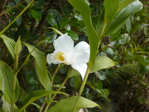 Orchids of Costa Rica