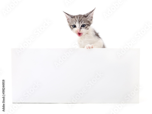 Kitten with blank.