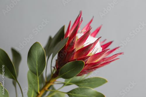 Fototapeta Naklejka Na Ścianę i Meble -  One large flower King Protea. Grows in South Africa. Gray background.