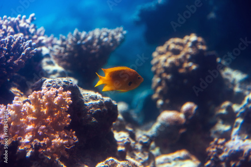 Fish in an aquarium on the red sea