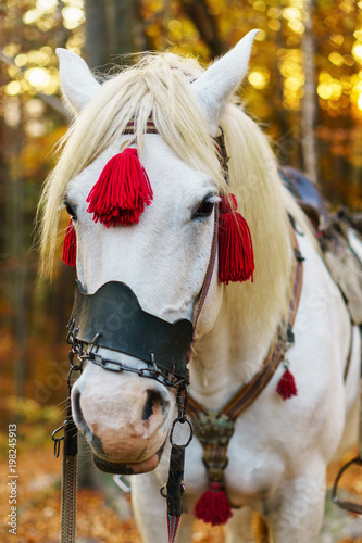 Portrait of fantasy magic fairy tale white horse wearing red harness stay outside golden autumn mystic forest.