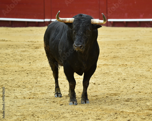 toro español