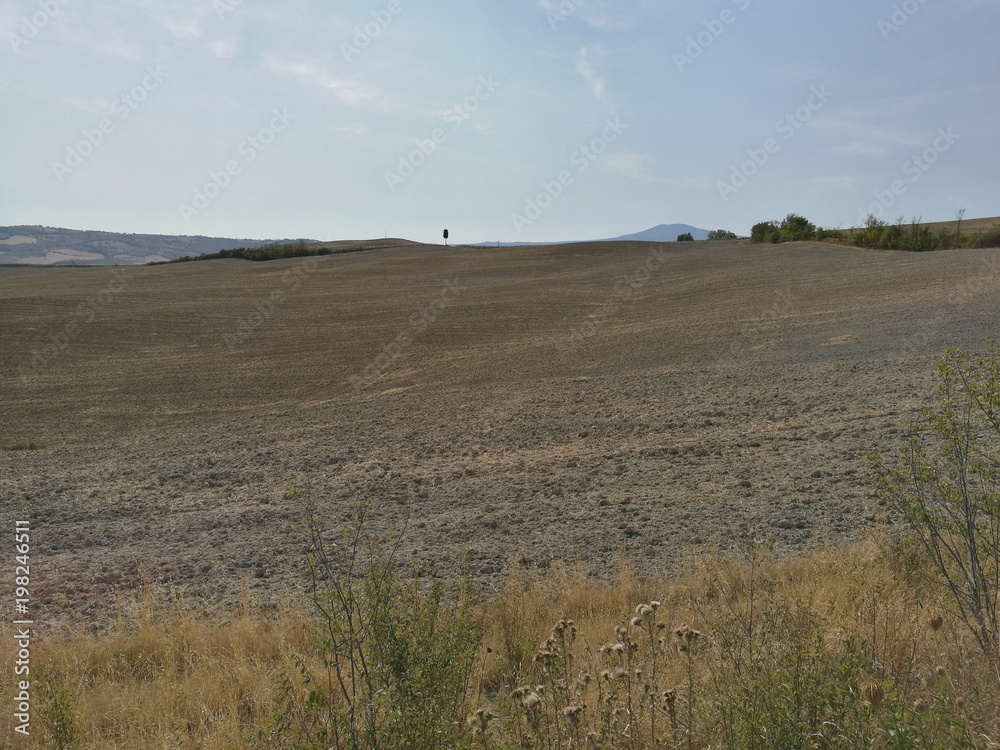 Fototapeta premium Field cultivated with wheat and hay bales