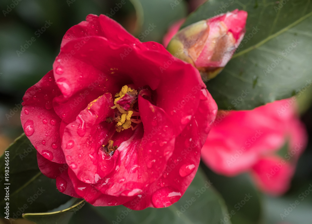 Fototapeta premium Kamelienblüte