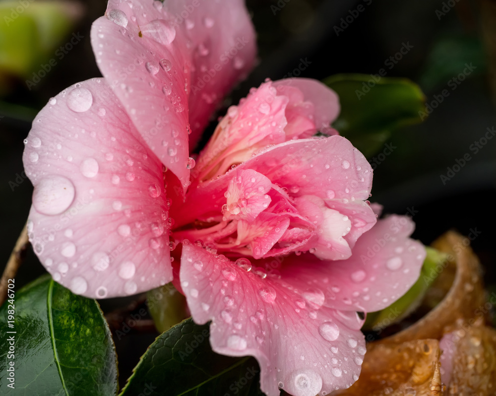 Kamelienblüte
