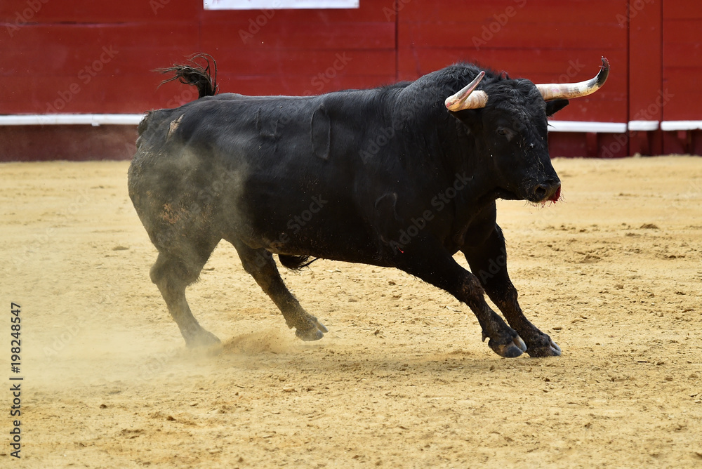 black bull in spain black bull in spain