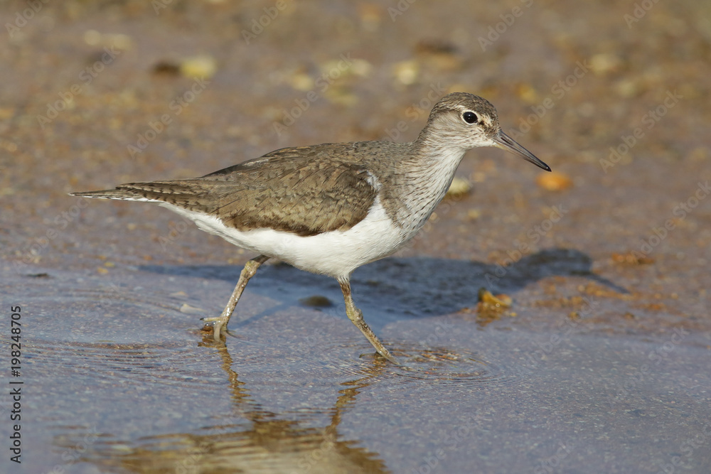 sandpiper, bird, sea, animal, nature, sandpiper, bird, sea, animal, nature,