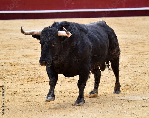 black bull in spain