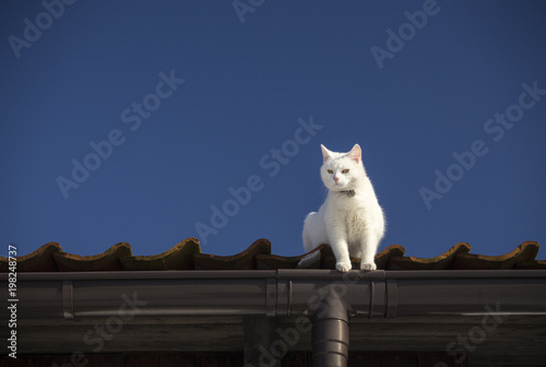 A white cat on a roof on the background of the dark blue sky