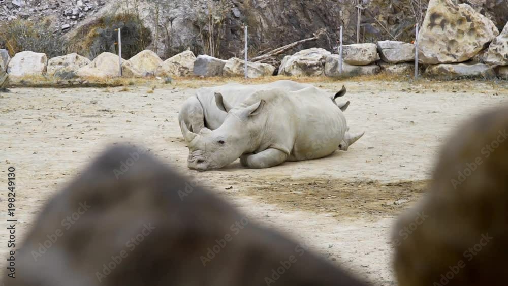 White rhinos lay in the dust and have a rest, animals in the zoo, rhinos in the tropical park, exotic african fauna, endangered animal White rhinos lay in the dust and have a rest, animals in the zoo, rhinos in the tropical park, exotic african fauna, endangered animal