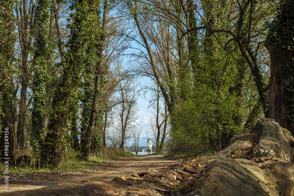 Chemin dans la Forêt. Chemin dans la Forêt.