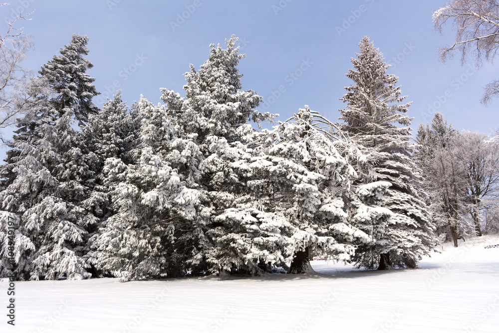 Winter trees in mountains covered with fresh snow Winter trees in mountains covered with fresh snow