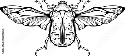 Close-up drawing of a bug.