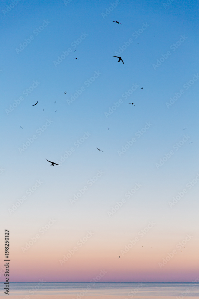 Sunset over the sea and flying seagulls in the sky. Wallpaper or postcard design.