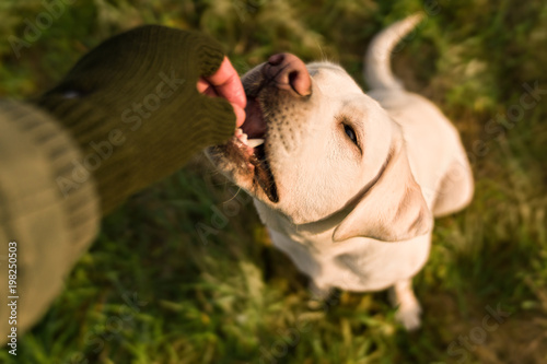 Fototapeta Naklejka Na Ścianę i Meble -  young labrador retriever dog puppy pet with big eyes eating delicious food given to him by person outdoors