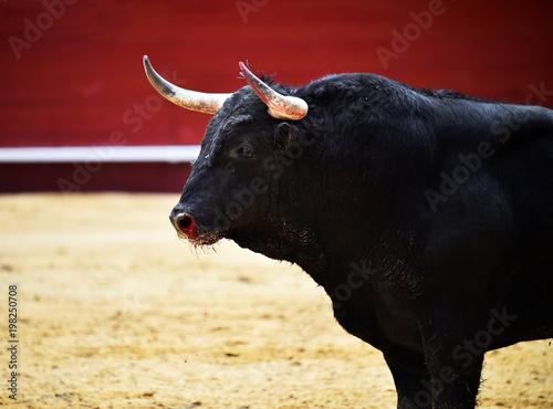 bull 