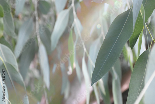Eucalyptus leaves back in the garden