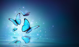 Fairy Butterflies On Water 