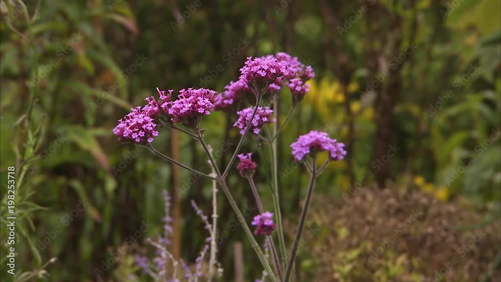 A medium focused shot of a purple flower on a field.