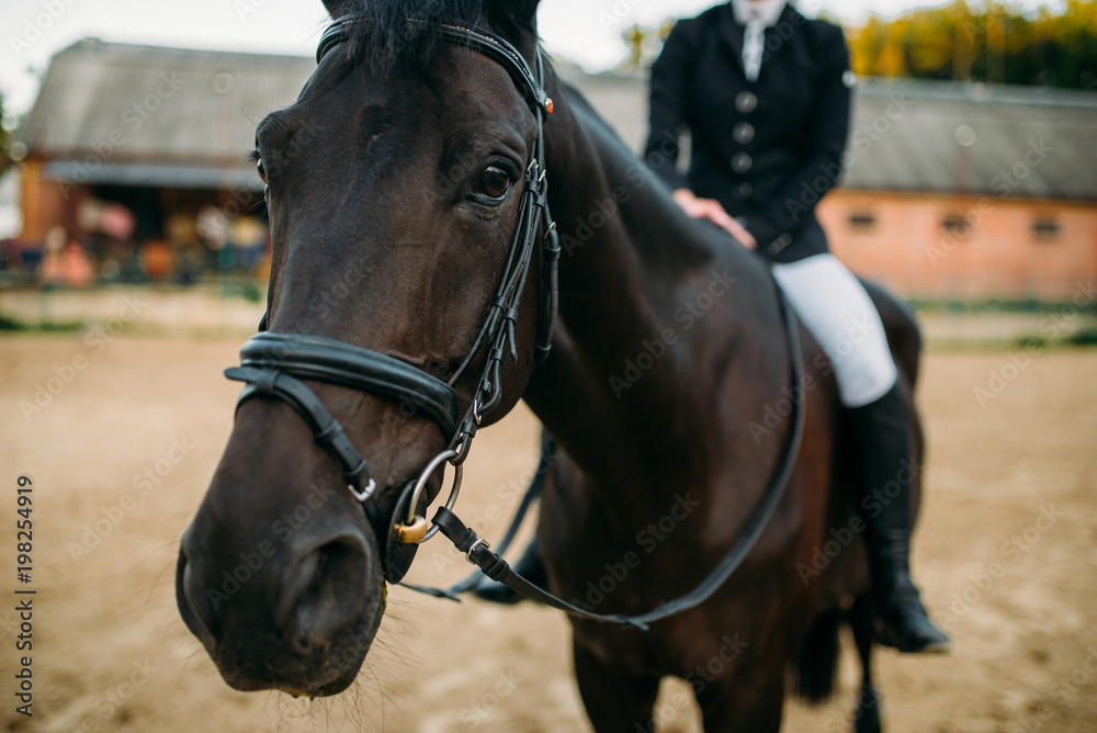 Fototapeta premium Equestrian sport, female rider on horseback