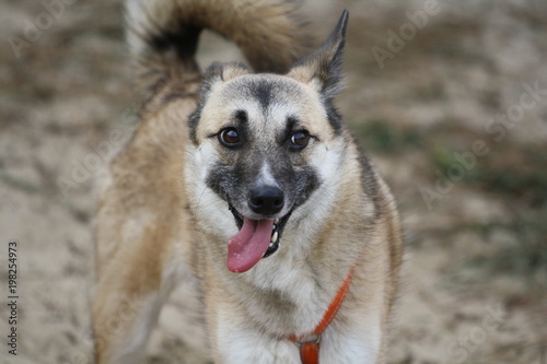 Obraz na plátně Fröhlicher gehorsamer Mischling Hund steht vor verschwommenen Hintergrund und la