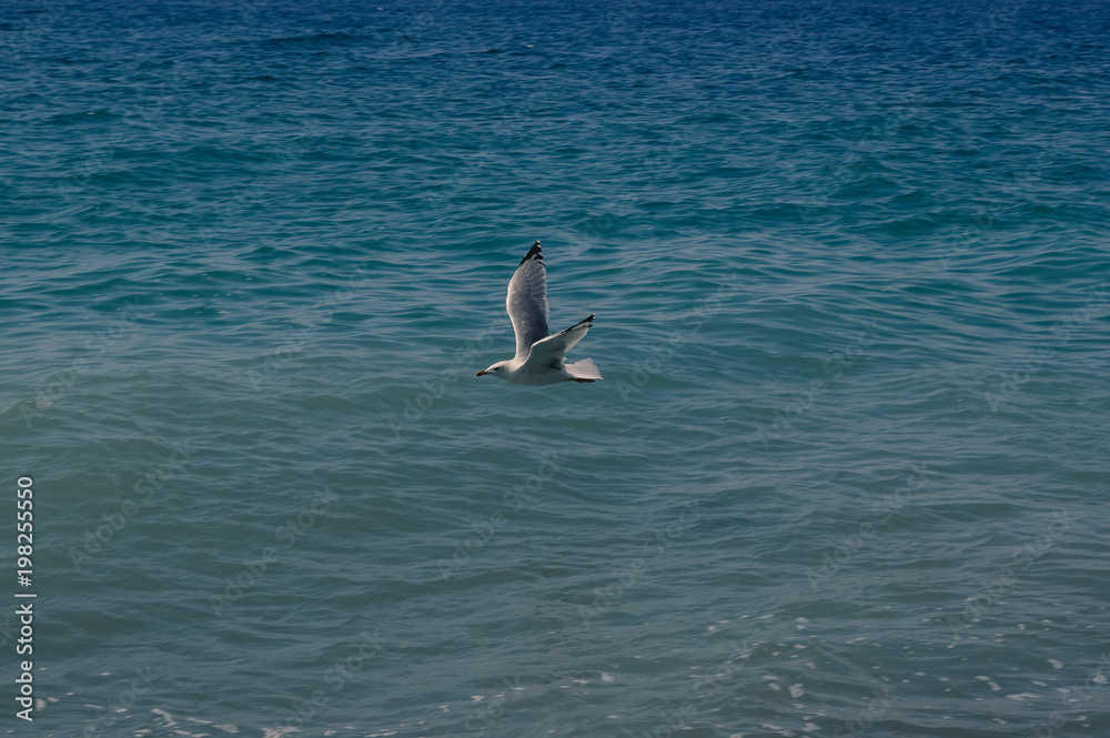 Fototapeta premium Seagull flying over the sea