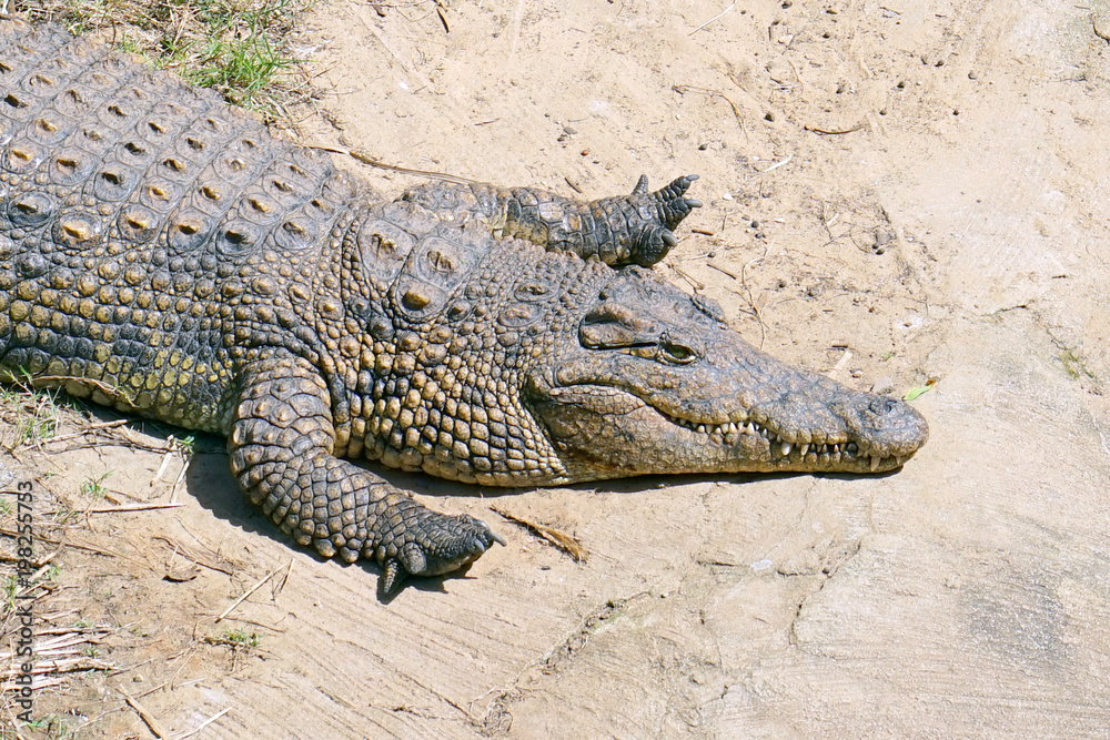 Freshwater crocodile lying of the farm. Green Water, National Safary park Ramat Gan, Israel Freshwater crocodile lying of the farm. Green Water, National Safary park Ramat Gan, Israel