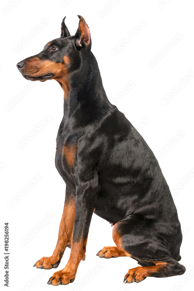 Spitz  puppy at black background