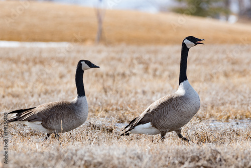 two goose