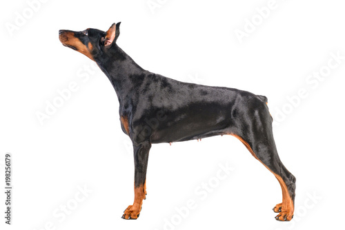 Spitz  puppy at black background