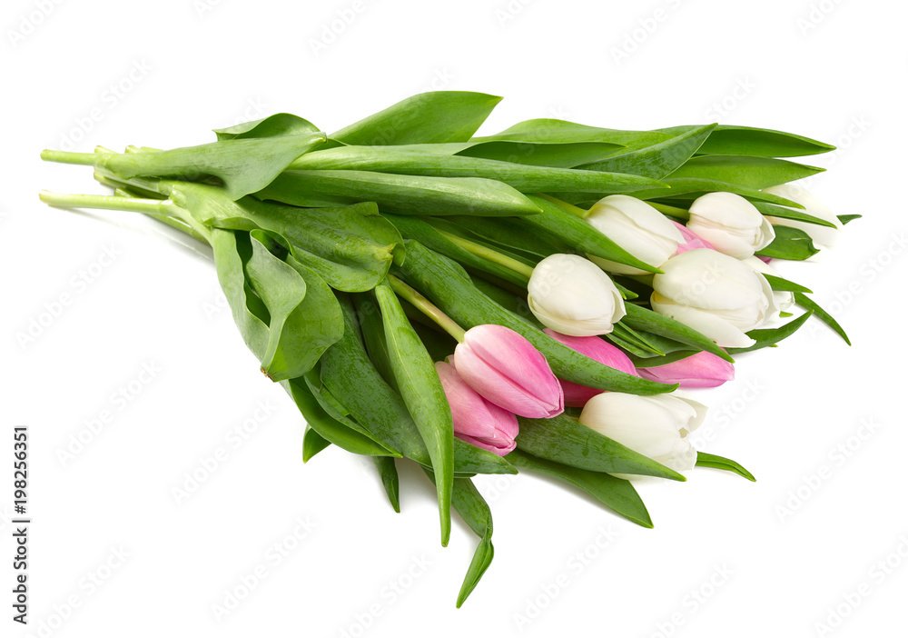 white and pink tulips isolated on white background