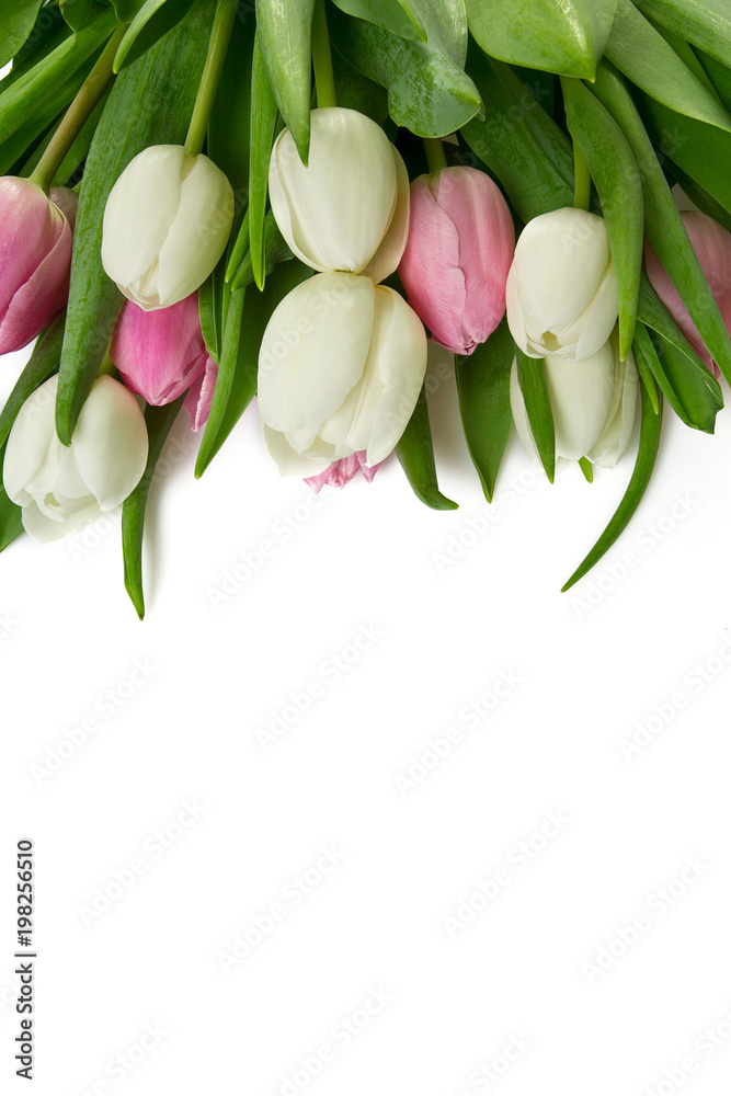 white and pink tulips isolated on white background white and pink tulips isolated on white background