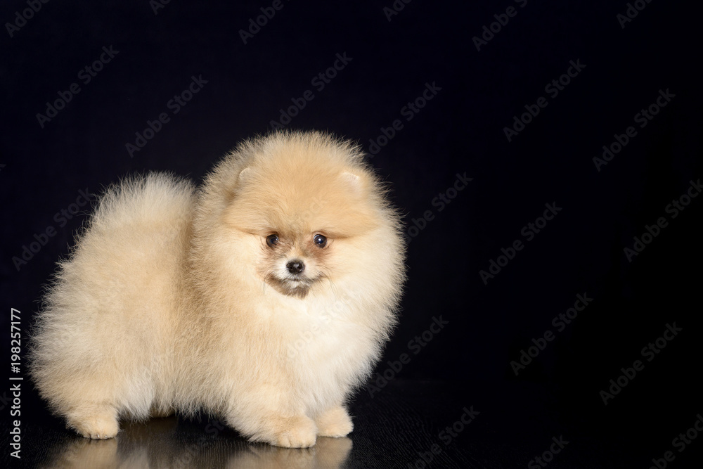 Pomeranian on a dark background Pomeranian on a dark background