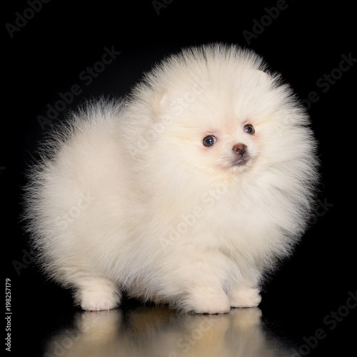 Spitz  puppy at black background © avlasvitali