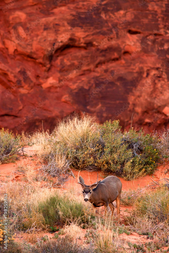 Wild Mule Deer