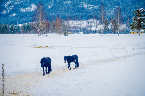 A Norwegian Fjord horse gallops in beautiful winter landscape in Norway photo