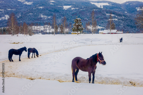 Beautiful view of norwegian Fjord horse gallops in beautiful winter landscape in Norway photo