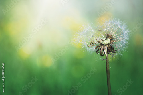Fototapeta Naklejka Na Ścianę i Meble -  Beautiful blurred dandelion flowers spring background.