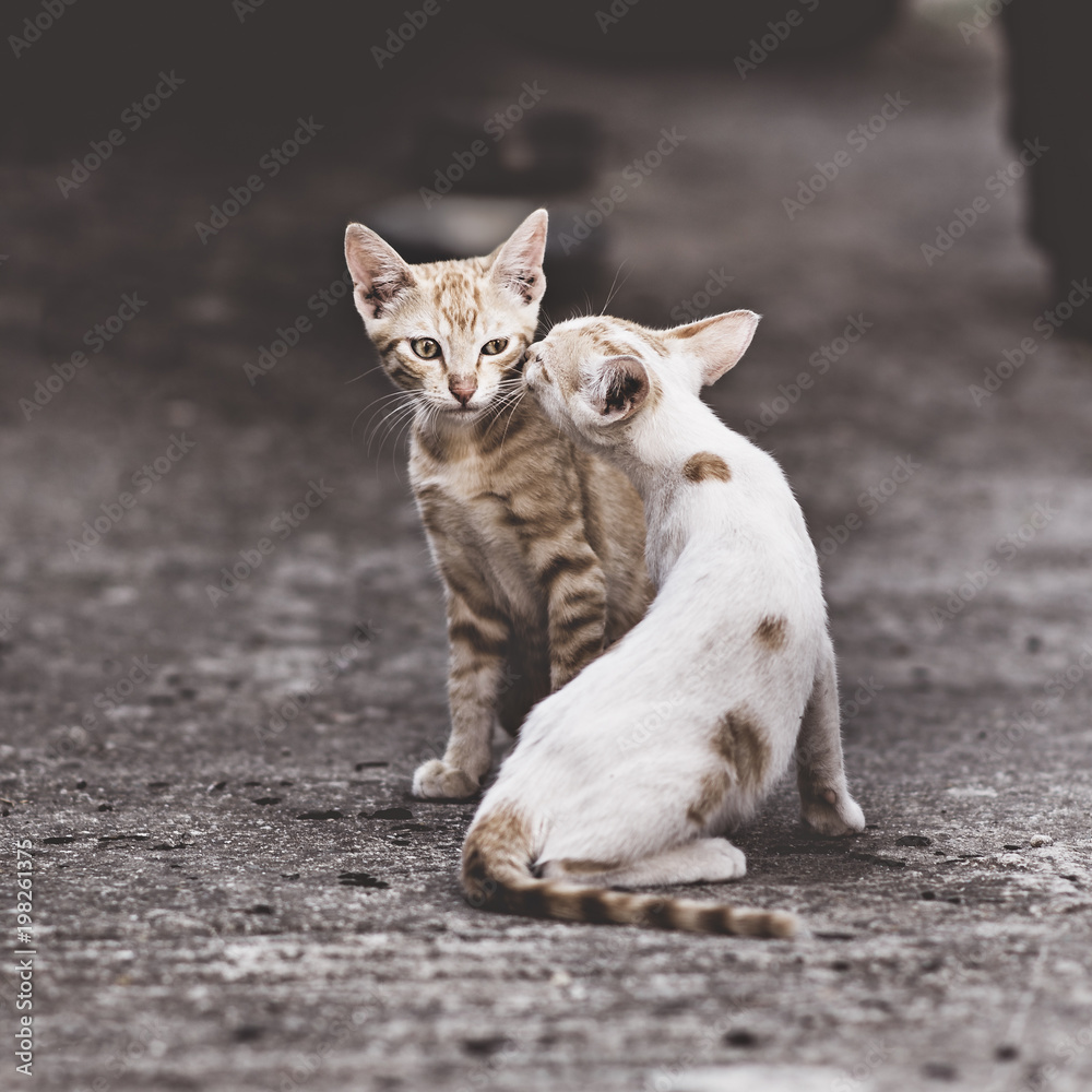 Two cats in a very complicated relationship. Two domestic cats having fun together outdoors. Two cats in a very complicated relationship. Two domestic cats having fun together outdoors.