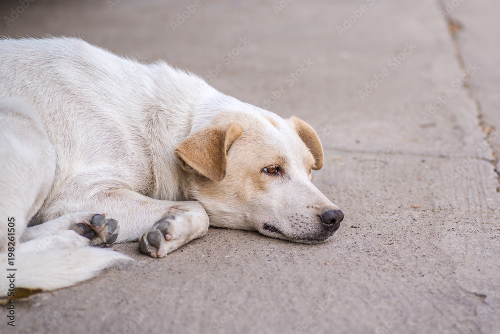 Homeless abandoned dog sleeping on the roadside Homeless abandoned dog sleeping on the roadside
