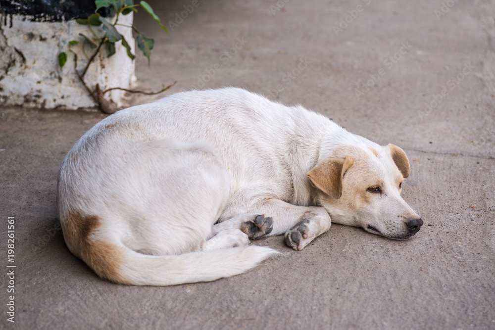 Homeless abandoned dog sleeping on the roadside Homeless abandoned dog sleeping on the roadside