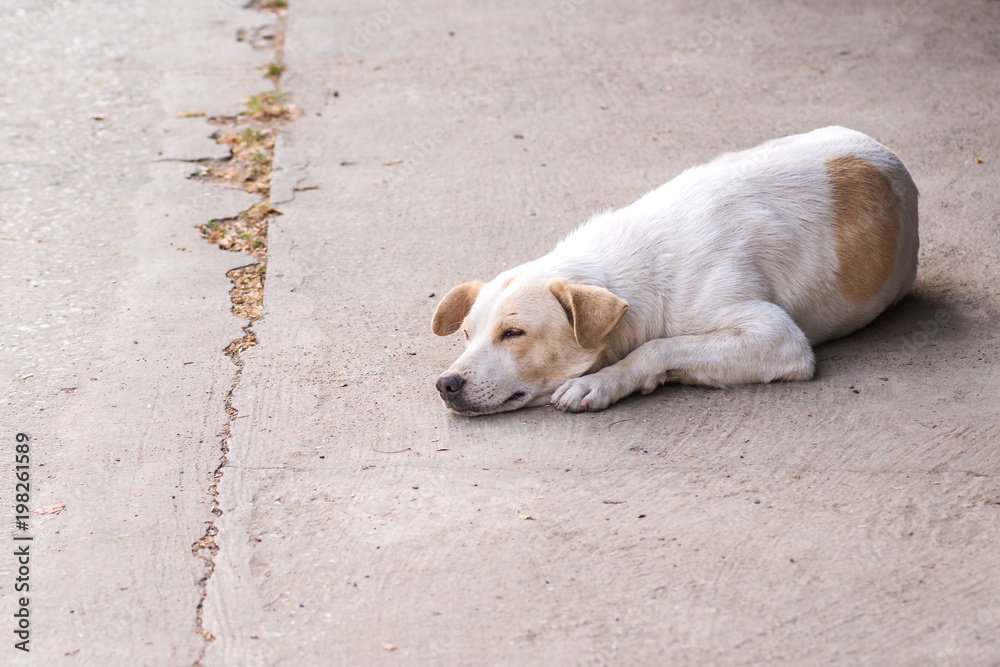 Homeless abandoned dog sleeping on the roadside Homeless abandoned dog sleeping on the roadside
